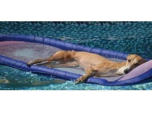 After a life of running in circles and living in a cage, Dixie enjoys the good life. 