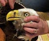 On closer examination, firefighters at Station 21 at 10417 Frierson Lake Drive in Hudson saw a fishing hook stuck through its beak and fishing line wrapped around its wing.