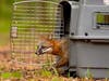 Owl's Nest Wildlife Sanctuary releases a rehabilitated fox.
