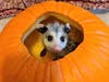 A rescue baby possum peeks out of a pumpkin. 