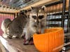 A rehabilitate racoon enjoys a treat. 