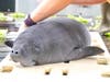 The zoo rehabilitated 15 sick and injured manatees last year. ​