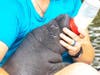 A ZooTampa employee feeds an orphaned manatee calf.​