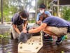ZooTampa staff load a stranded baby manatee onto a carrier. ​
