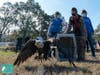 A bald eagle found with a fishing hook through it beak and fishing line wound around its beak and one wing was released back into the wild.