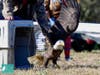 A bald eagle found with a fishing hook through it beak and fishing line wound around its beak and one wing was released back into the wild.