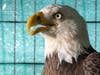 A bald eagle found with a fishing hook through it beak and fishing line wound around its beak and one wing was released back into the wild.