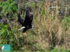 A bald eagle found with a fishing hook through it beak and fishing line wound around its beak and one wing was released back into the wild.