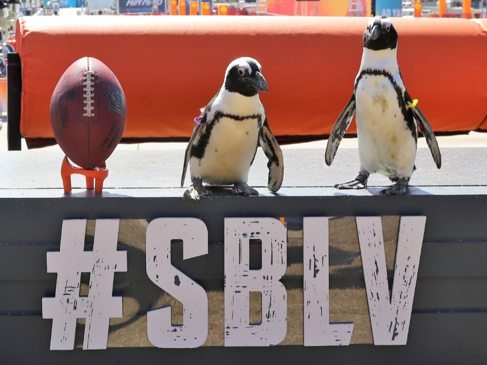 The Florida Aquarium’s​ African penguins scored big Friday with a field trip to the NFL Super Bowl Experience at Julian B. Lane Park in Downtown Tampa.  