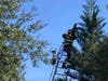 Firefighters rescue a cat stranded at the top of a tree.