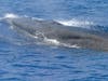 The National Oceanic and Atmospheric Association Fisheries​ announced the discovery​ of the Rice's whale on Jan. 22.