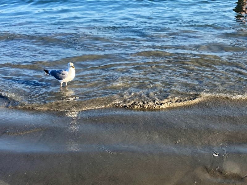 The Florida Department of Health in Pasco County​ has issued a water quality advisory for Brasher Park Beach after testing found the presence of high levels of enterococci (intestinal bacteria). 