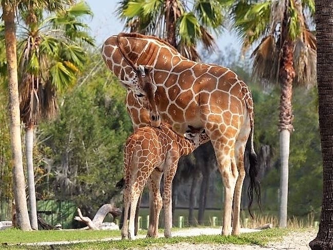 Born earlier this year, Cedora, a 2-month-old female giraffe calf, just made her debut on the park’s 65-acre, multi-species habitat. 