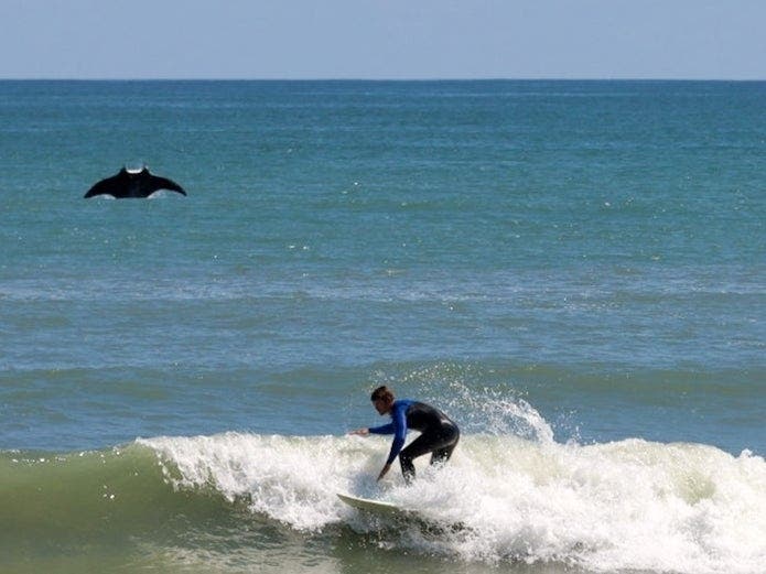 Rusty Escandell of Satellite Beach, Florida, captured this photobombing manta ray off the Florida coastline near Officer’s Club Beach. 