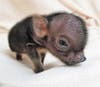 When Turbo was born, he was so tiny and fragile, vet technicians at the Humane Society of Tampa Bay worried that the pot-bellied pig wouldn't survive. 