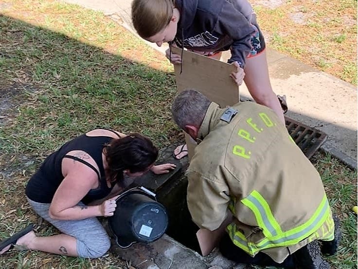 Rescuers Reunite 5 Ducklings Stuck In Storm Drain With Mother ...