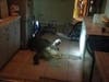In May 2019, a Clearwater resident was awakened by a noise in the kitchen of her condominium. The intruder was an alligator.