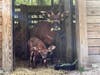 Just in time for Mother’s Day, ZooTampa​ is celebrating the birth of a critically endangered Eastern bongo. 