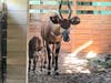 Just in time for Mother’s Day, ZooTampa​ is celebrating the birth of a critically endangered Eastern bongo. 