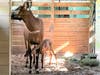 Just in time for Mother’s Day, ZooTampa​ is celebrating the birth of a critically endangered Eastern bongo. 