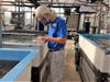 Volunteer Patrick McGirk spends tedious hours each day sitting at a microscope, using a small needle to scrape away algae from delicate baby coral that could impede their growth.