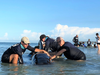 Clearwater Marine Aquarium and Florida Fish and Wildlife Conservation Commission rescuers stroke the whale to keep it calm. 