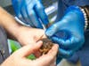 From careful habitat temperature control that simulates the island’s rainy season to playing toad mating calls, several necessary steps were taken to ensure the toads’ success in releasing fertilized eggs.