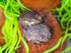 The zoo’s herpetology and veterinary teams oversaw the delicate reproduction process for the pairs of crested toads. 