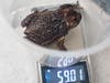 From careful habitat temperature control that simulates the island’s rainy season to playing toad mating calls, several necessary steps were taken to ensure the toads’ success in releasing fertilized eggs.
