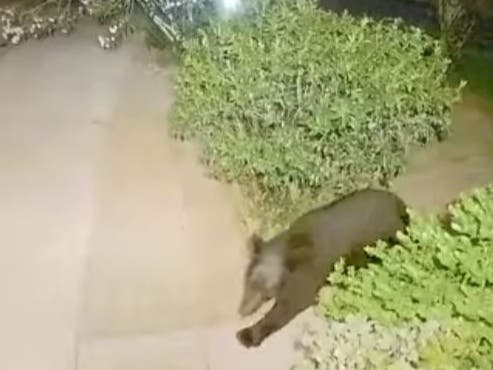 Dave Scrivener, manager of the Countryside Recreation Center, spotted this bear Saturday on Countryside Boulevard.