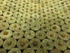 Grooved brain coral offspring will be used to restore depleted coral reefs. 