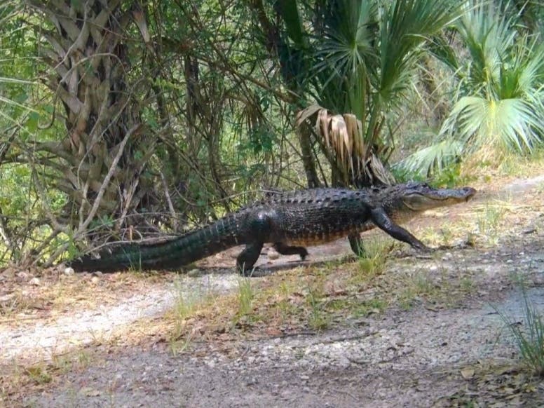 According to the Florida Fish and Wildlife Conservation Commission, the woman was walking her dog on a leash when the alligator attacked, biting her on her lower leg. 