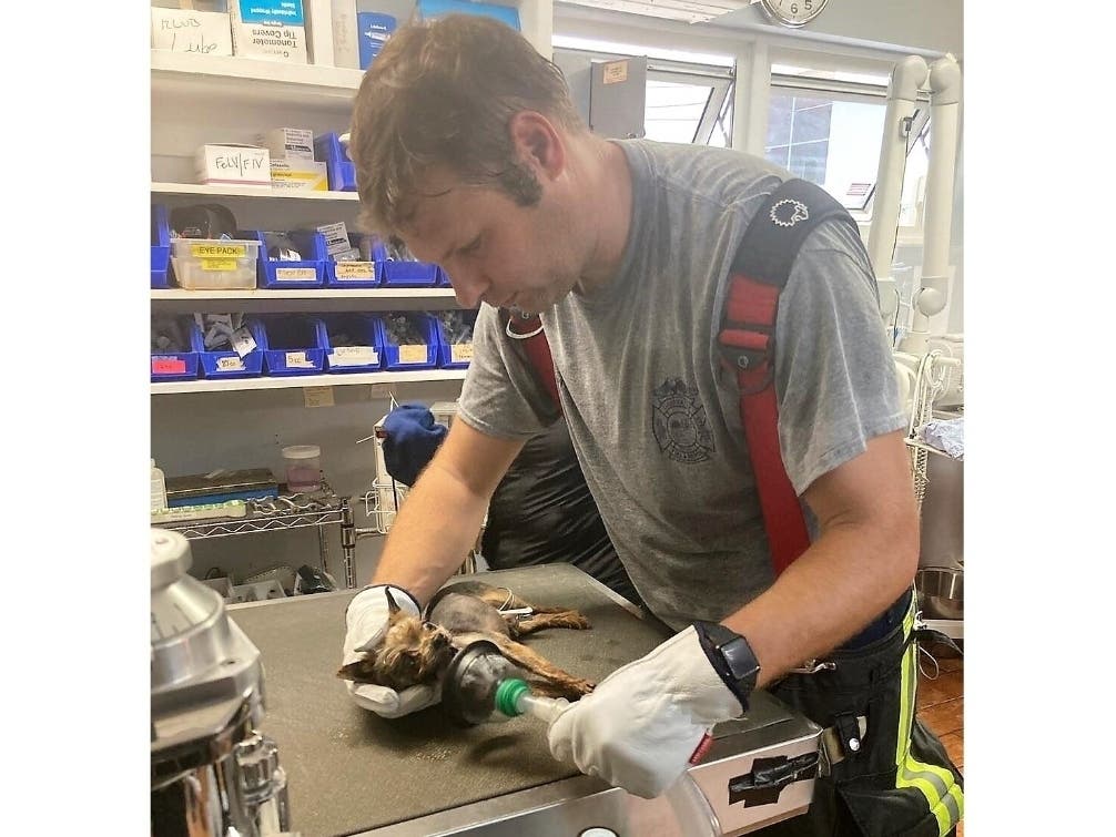 A Clearwater firefighter uses oxygen to revive one of the dogs that inhaled smoke during the fire. 