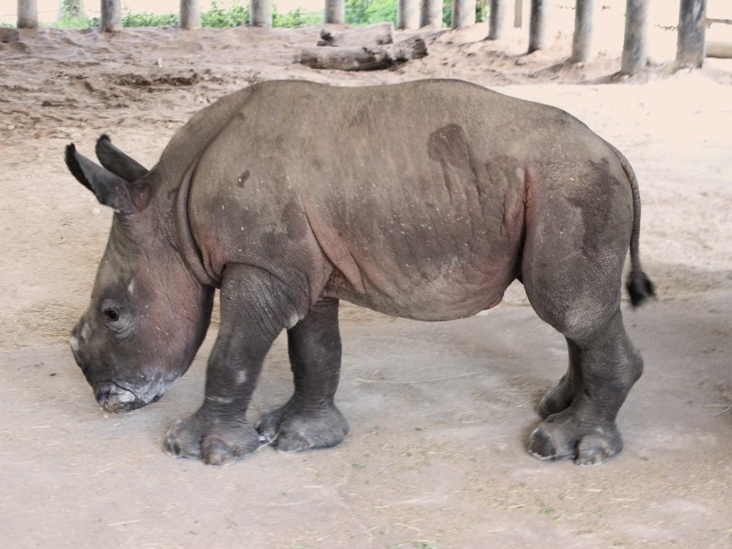 The calf was born during the overnight hours of Sunday, June 6. The female calf and her mom, 20 -year-old Alake, an experienced mother, are doing well. 