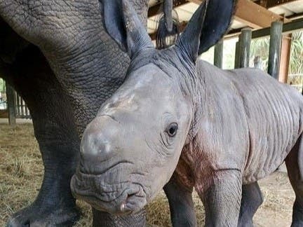 Steven Phillip Griffin II's sentence to a year in federal prison for trafficking the horns of white rhinos comes three weeks after ZooTampa celebrated the birth of a threatened southern white rhino. 