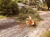 Downed trees made it difficult to get around some neighborhoods in Tampa. 