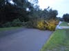 Fallen trees were reported throughout Hillsborough County including this one in Tropical Acres in Riverview.