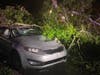 In Brandon, a driver who ventured out around 4:30 a.m. on Bell Shoals Road near Brooker Road ended up with a tree on the car roof. 