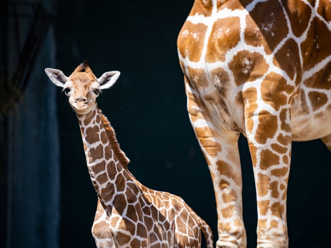 Born on the night the Lightning won the Stanley Cup, Busch Gardens' newest resident was named Stanley.