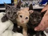 All three kittens are healthy and will soon be ready for adoption. 