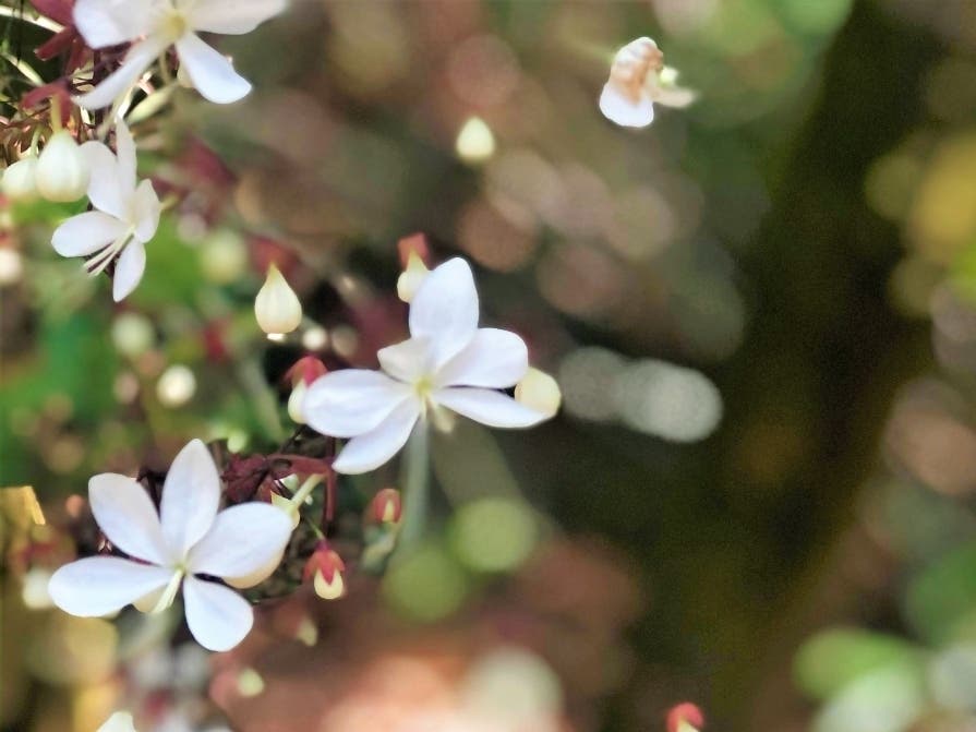 This close-up of blossoms at Sunken Gardens in St. Petersburg was taken by Michele Todd.