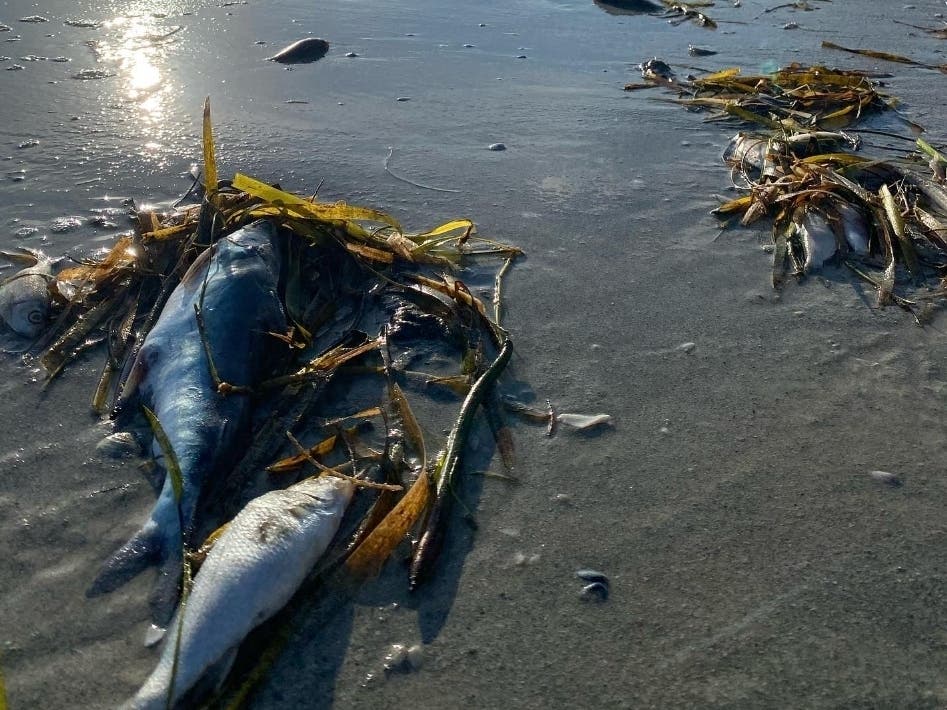 Marine biologists are now seeing threatened and endangered species die due to red tide. 