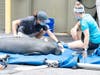 The manatee was rescued and taken to  the ZooTampa David A. Straz Jr. Manatee Critical Care Center​ in the hopes of saving her life.