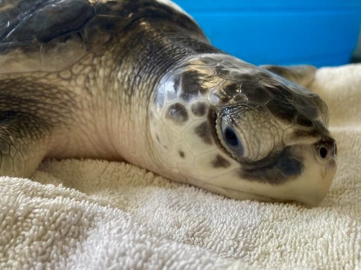Alexis Rose was found floating in red tide-contaminated waters off Madeira Beach.