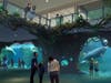 An artist's rending shows the transformation of Winter the dolphin's former home into a manatee rescue and rehabilitation center. 