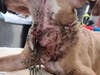 The metal chain was so deeply embedded in the puppy's neck, it had to be surgically removed. 