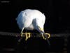 Nature photographer John Herrick caught this photo of a snowy egret ready to pounce on a fish in Boca Ciega Bay. For more photos, check out his daily blog: https://herrickhomepage.com/wp/.