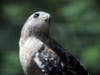 A hawk checks out some songbirds in a back yard in Lakeland. 