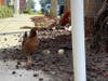The mama hen waits anxiously nearby with her remaining chicks as firefighters retrieve four of her chicks from the storm drain.