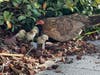 The mama hen inspects her chicks after Tampa firefighters rescued them.